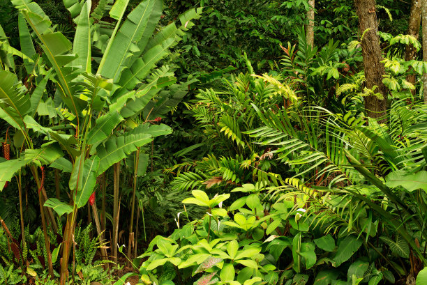 热带雨林图片下载