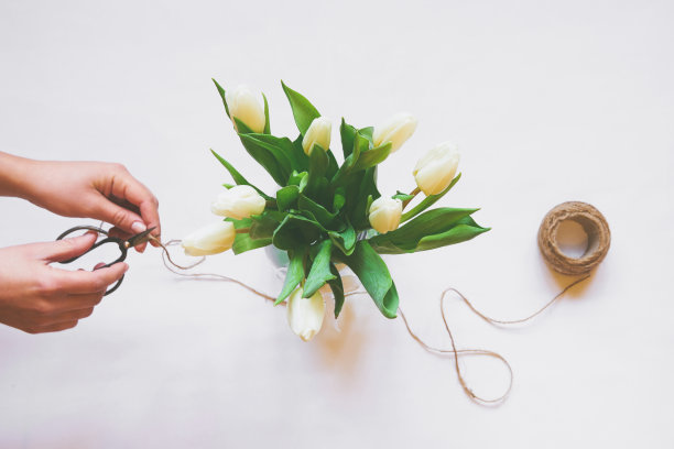 女人的手上呵护着一束白色的郁金香图片下载