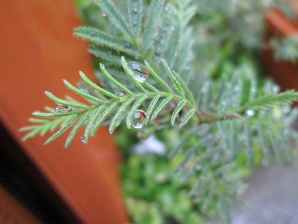 叶子上的雨滴图片下载