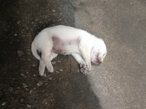 白色的小狗睡在地板上图片下载