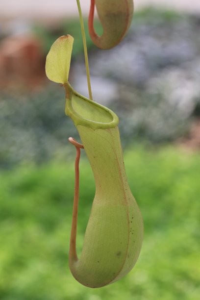 忘忧草，猪笼草，猴杯图片下载