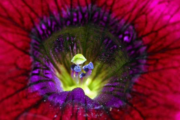 矮牵牛花雌蕊的宏图片下载