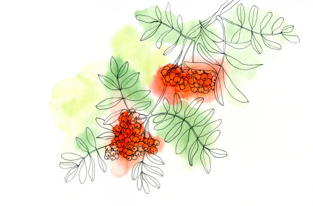 罗文浆果图片下载