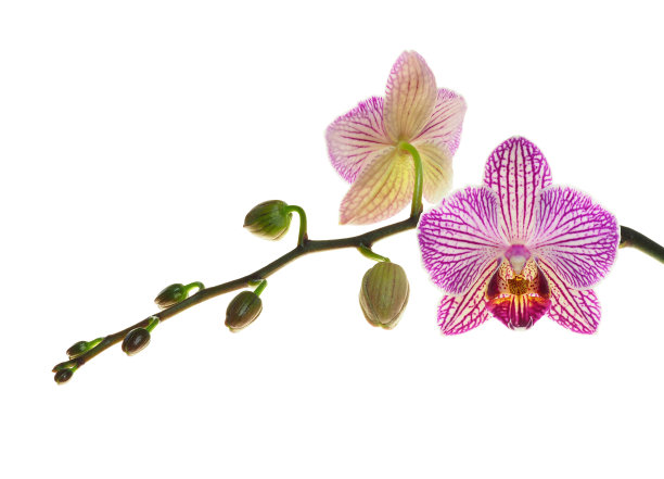 兰花盛开的极端景深照片图片下载