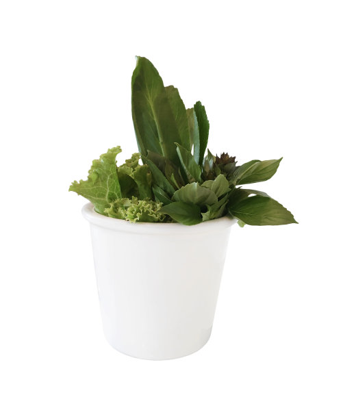 热带泰国草本蔬菜在白色花瓶孤立在白色背景图片下载