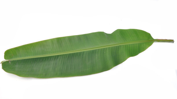 蕉叶/香蕉的绿叶图片下载