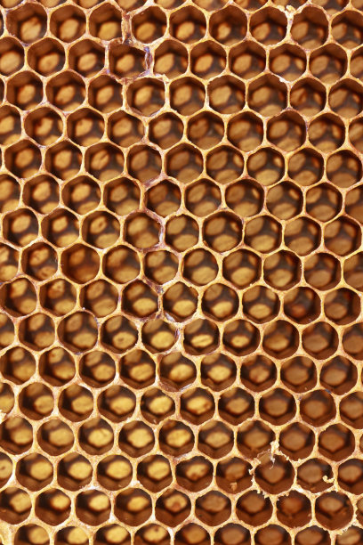 蜂房与蜂蜜特写图片下载
