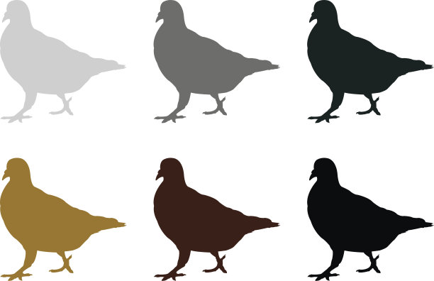 鸽子轮廓图片下载