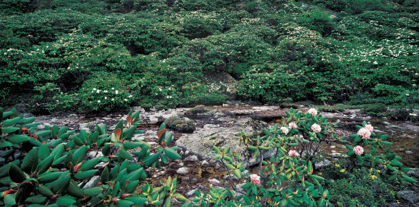 杜鹃花图片下载