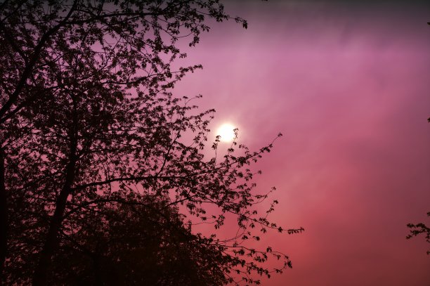 树在光芒中图片下载