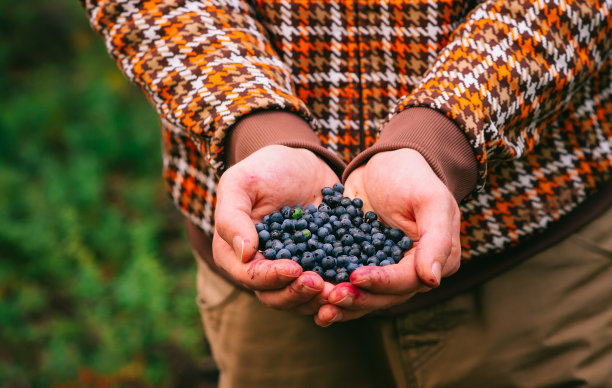 蓝莓新鲜采摘的有机浆果食品在人的手中图片下载