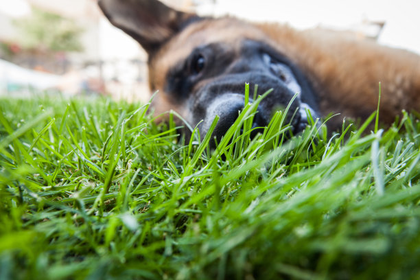 德国牧羊犬图片下载