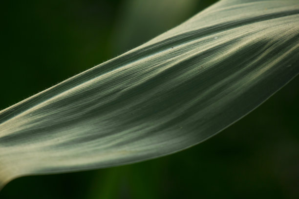 阳光下的玉米叶子图片下载