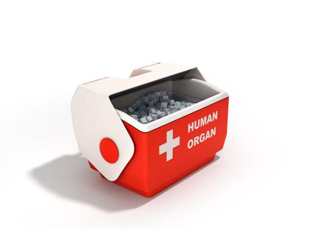 打开人体器官冰箱盒红色3d渲染在白色图片下载