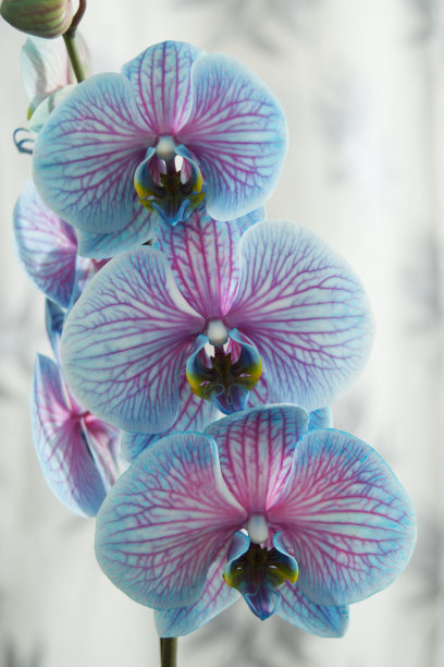 蝴蝶 兰图片下载