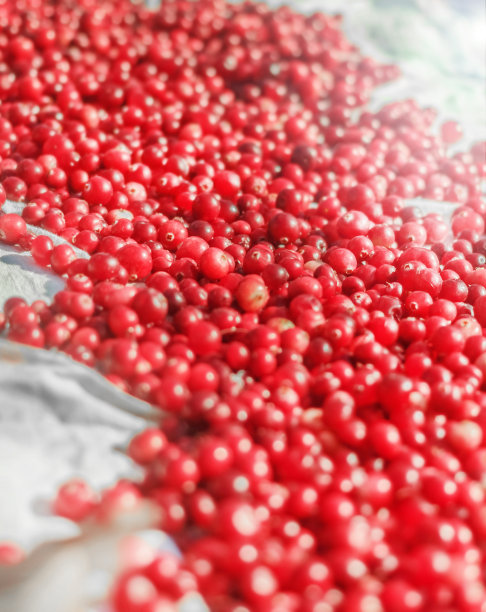 新鲜成熟的小红莓图片下载