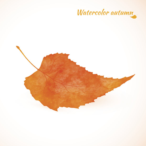 橙色系桦树的叶子。图片下载