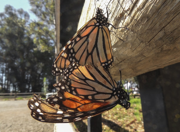 黑脉金斑蝶图片下载