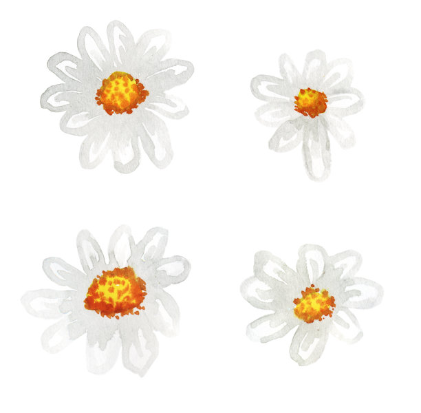 孤立在白色上的洋甘菊图片下载