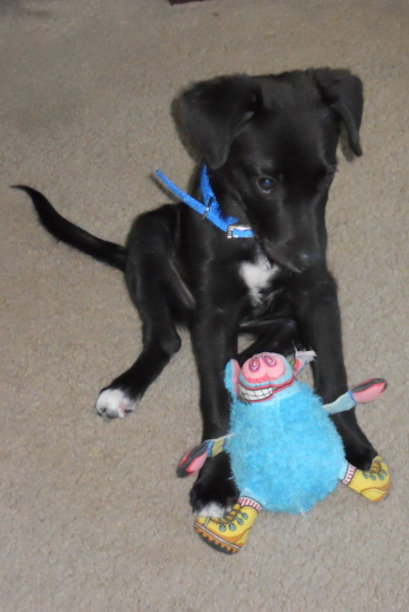 小狗和小猪玩具图片下载