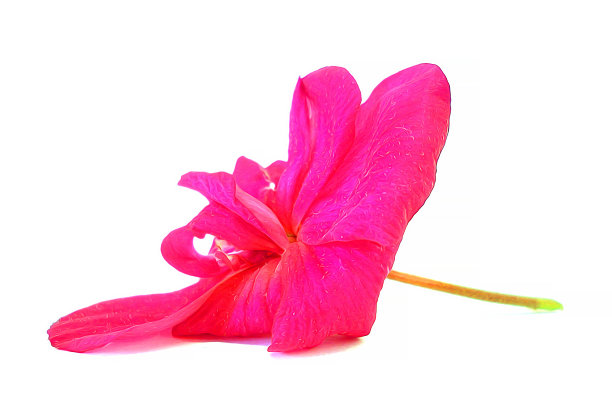 油画天竺葵透视图，画鲜娇嫩的花朵图片下载