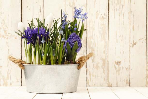 春天，花组成在盆中孤立的木白色图片下载