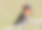 燕子栖息在电线上(Hirundo rustica)素材图片