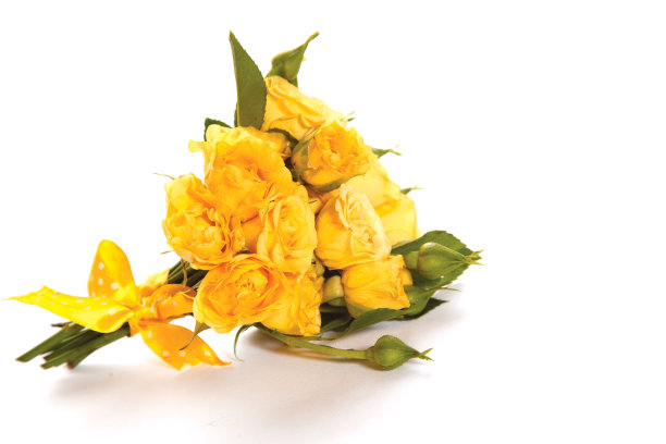 白色背景上的黄色小玫瑰图片下载