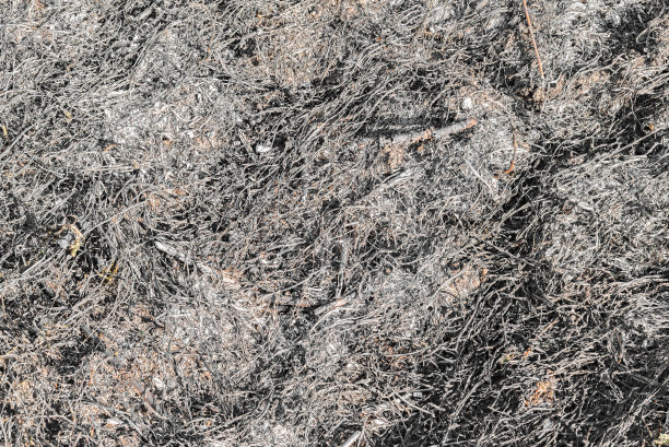 烧焦的草地草。图片下载