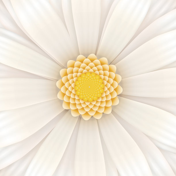 白色非洲菊花，方形插图图片下载