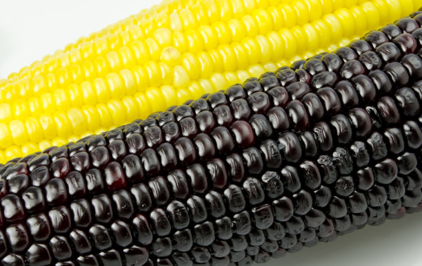 分离的甜紫玉米质地图片下载