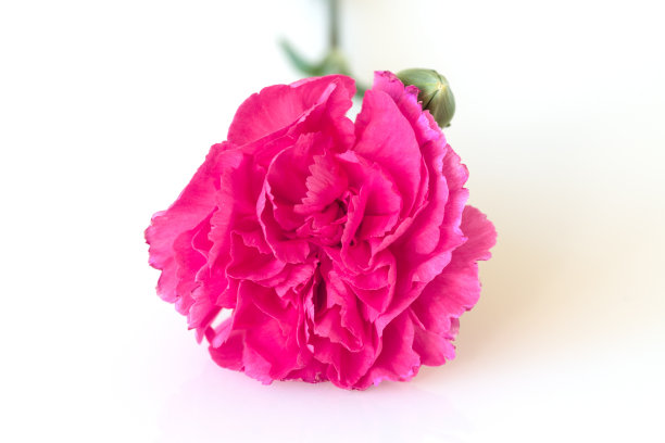 白色背景上的粉红色康乃馨。图片下载