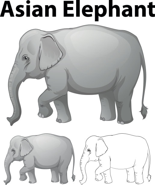 三幅素描中的亚洲象图片下载