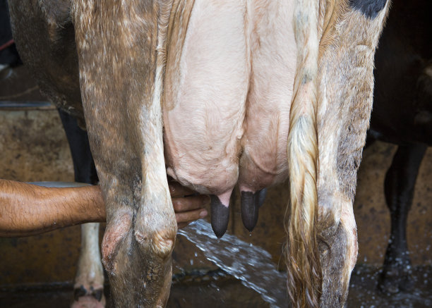 乳汁挤奶的牛奶图片下载