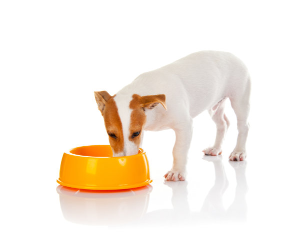 杰克罗素梗图片下载