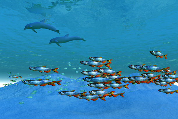 野生海洋图片下载