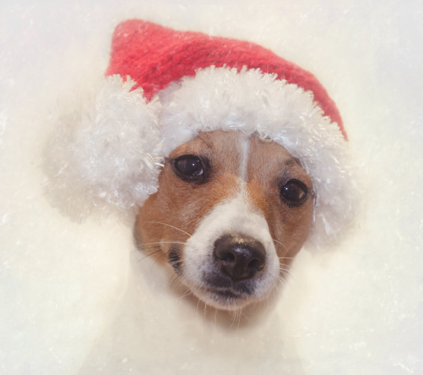 圣诞老人的狗图片下载