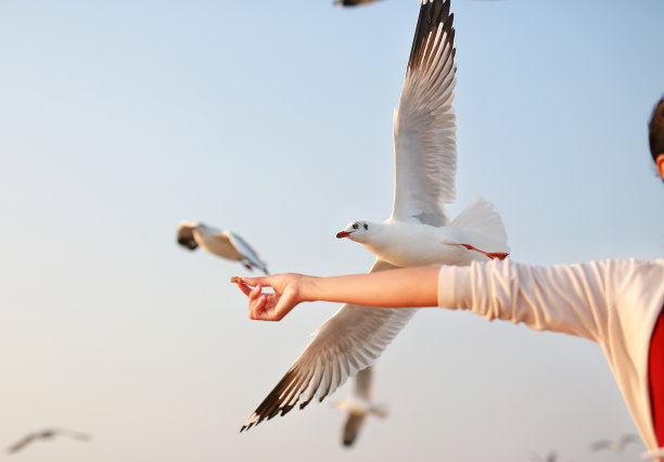 喂海鸥。图片下载