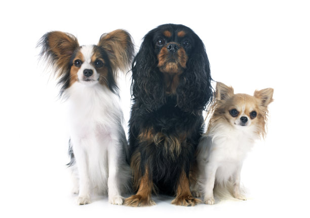 三只狗图片下载