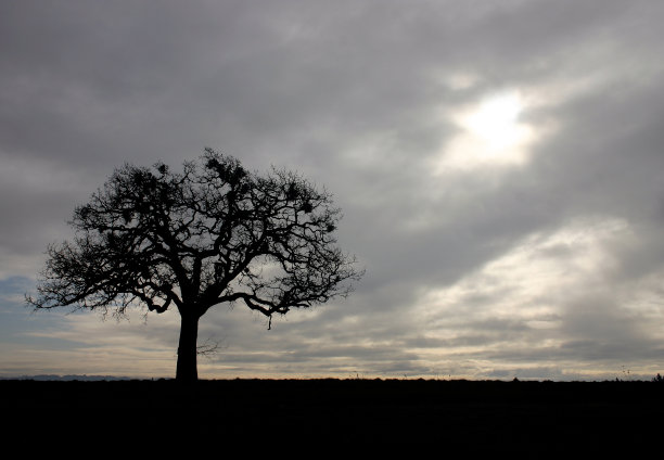冬天的树图片下载