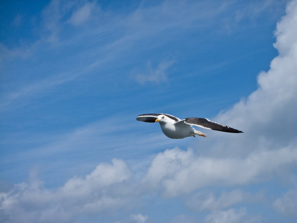 湛蓝天空上的海鸥图片下载