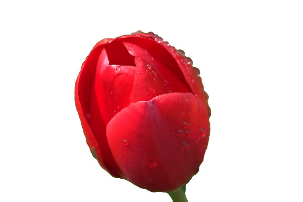 红色郁金香孤立在白色，雨滴图片下载