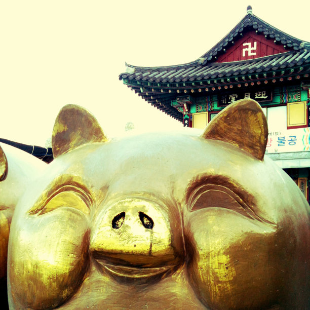 佛寺-幸运金猪图片下载