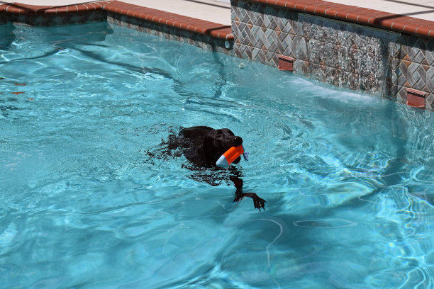 青少年黑色拉布拉多取和游泳与游泳池玩具图片下载