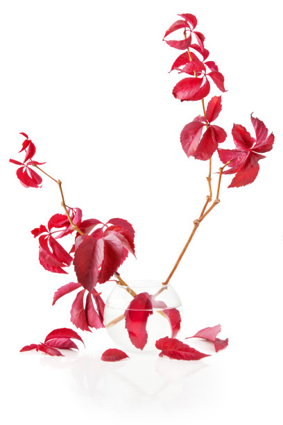 秋天的落叶图片下载