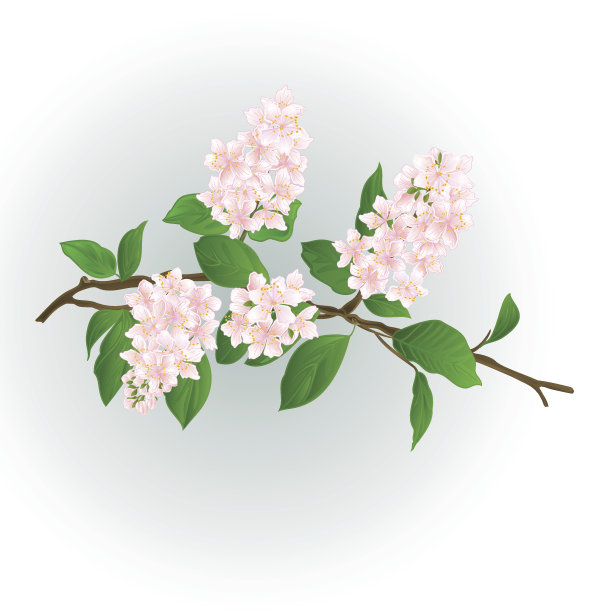 粉色丁香枝向量图片下载