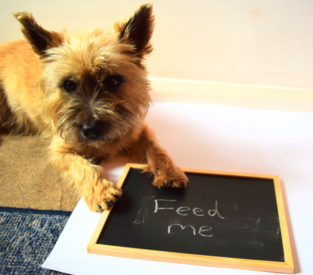 狗用喂我的黑板签名搞笑图片下载