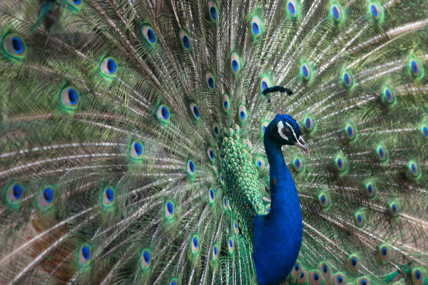 孔雀展示图片下载