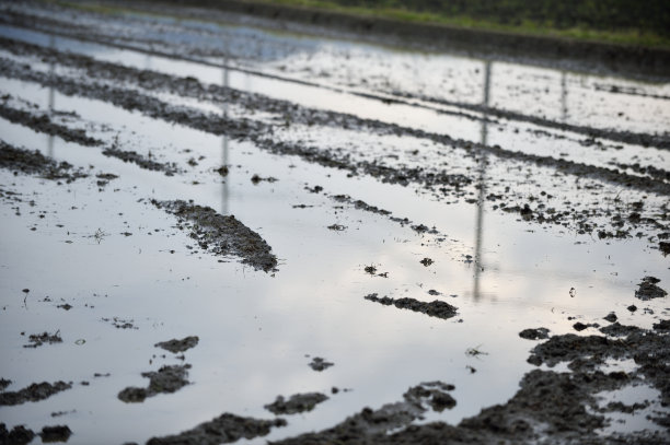 稻田图片下载