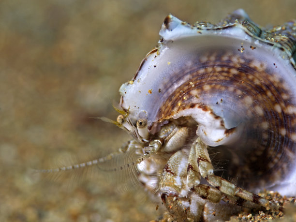 南爪寄居蟹图片下载